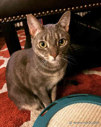 Ten Lives Club raising money through Cutest Pet Contest