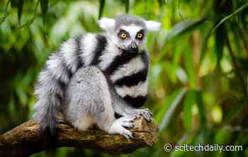 Giants of Madagascar Driven to Extinction by Humans and Climate Change