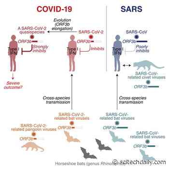 Viral Factor Identified That Impairs Immune Responses in COVID-19 Patients