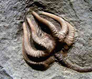 Driver Identified of the Largest Mass Extinction in the History of the Earth