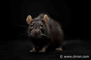 We got rats! Houston ranked among 'rattiest' cities in US