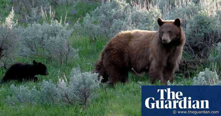 Whales, wolverines, black bears: the species imperiled by Trump's war on the environment