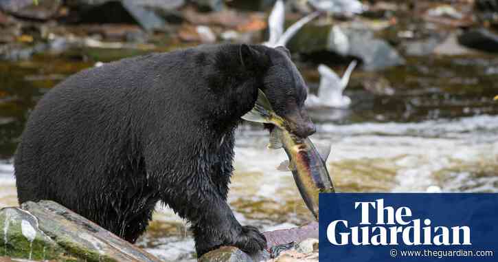 Bears, whales and wolverines: the species imperiled by Trump's war on the environment
