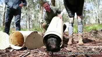 Chris Hemsworth helps return Tasmanian devils to Australian mainland - The Globe and Mail