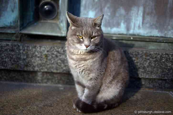 State Veterinarian Confirms Pa.’s First COVID-19 Positive Cat