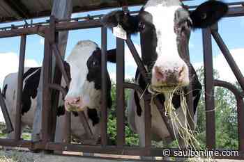 Dairy farmers demand compensation amid pandemic, citing new losses due to CUSMA