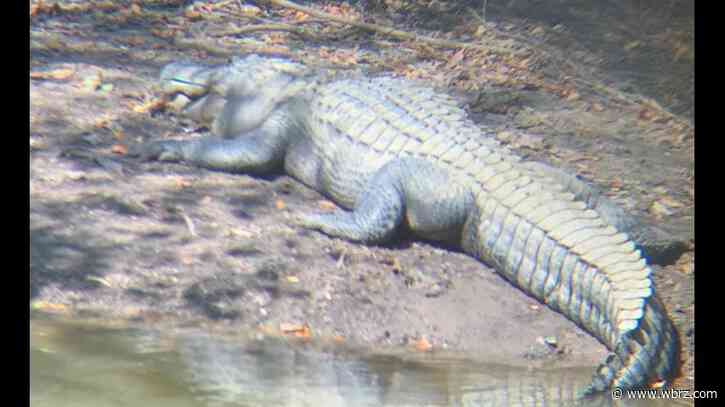 Agents looking for person who illegally killed 12-foot gator