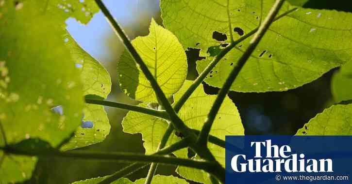 Plantwatch: Australia's giant stinging trees – 35m tall with a poison that can last for months