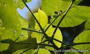 Plantwatch: Australia's giant stinging trees – 35m tall with a poison that can last for months