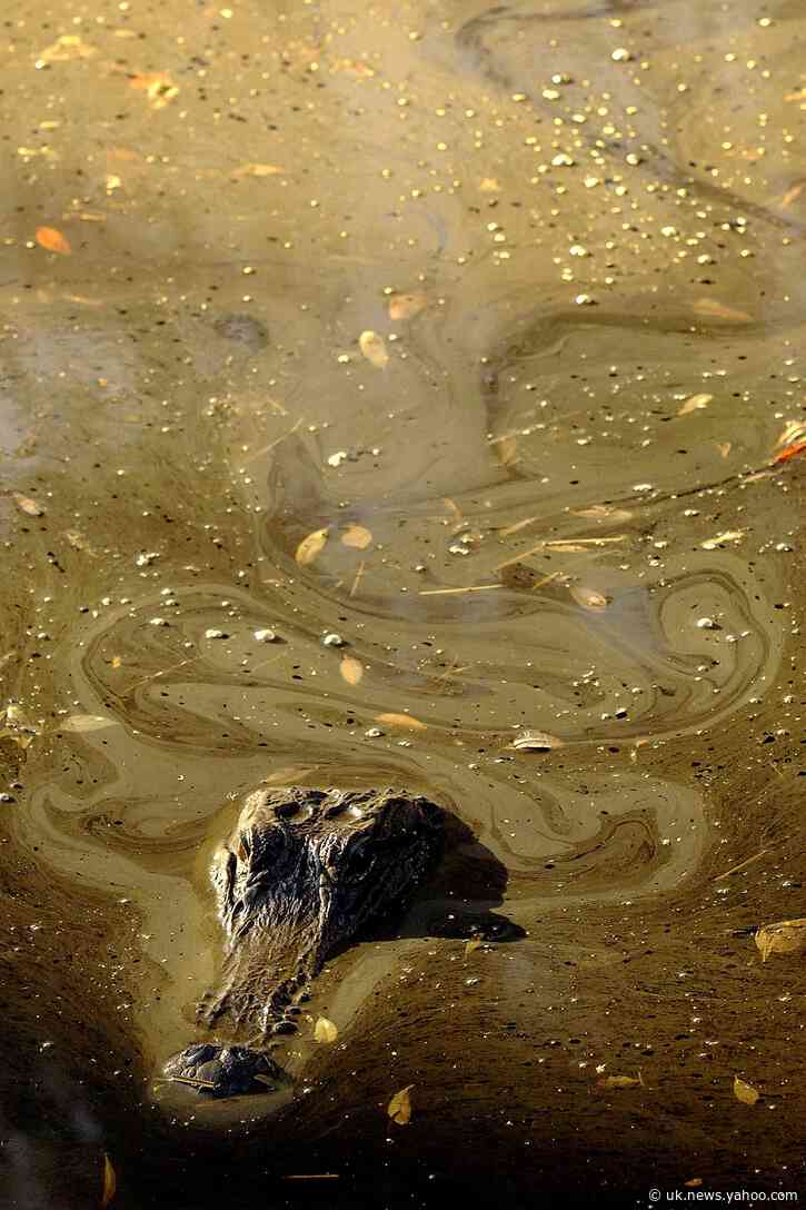Trump environmental rollback spurs mining near Okefenokee
