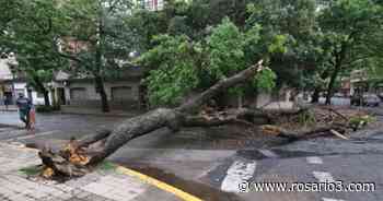 La tormenta tumbó un árbol enorme en Buenos Aires y Pasco - Rosario3.com