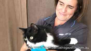 Cat bib program up for discussion in the Blue Mountains - Blue Mountains Gazette