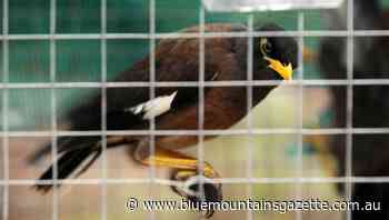 Indian myna birds strike in Bendigo killing sprees - Blue Mountains Gazette