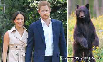 Prince Harry and Meghan Markle are warned a black bear is prowling near their California mansion