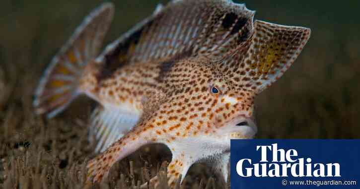 Why the death of a small, punk-like fish rocked the marine world