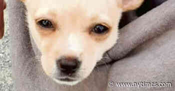 ‘We Cannot Kill That Little Chihuahua’: How Jean-Claude Van Damme Helped Save a Puppy