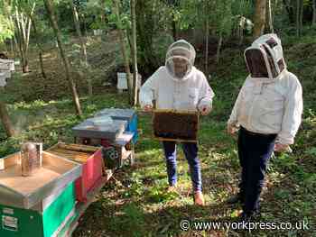 AgriSound, York, tunes in to bees' buzzing to protect hives