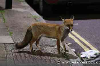 Fox rescued from cellar beneath busy York street