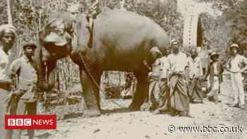 Bristol online Commonwealth Museum collection launched