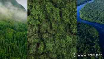 Priceless Planet: Banks and airlines join coalition planting 100 million trees