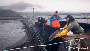 New study suggests fish farms raise risk of exposure to infectious disease for wild B.C. salmon