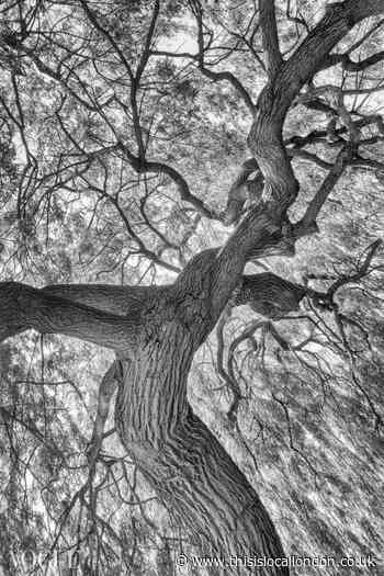 Photographer marks legacy of King George's Park tree