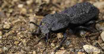 This beetle is practically indestructible. Now scientists know why     - CNET
