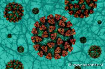 Wetenschap onthult hoe het coronavirus onze cellen kraakt - Scientias.nl