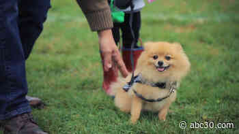 Pet Disaster Relief trailers are ensuring no pets go displaced during emergencies