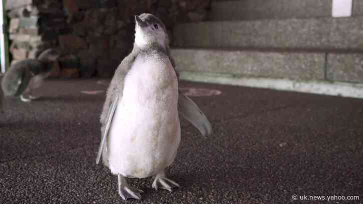 Penguin Chicks' Names Announced by Shedd Aquarium in Chicago