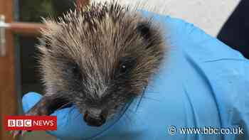 Baby hedgehog's 'lucky' rescue from drain in Preston