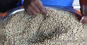 DRC: A coffee entrepreneur's success - Africanews English