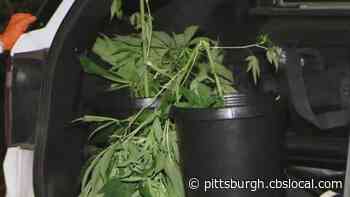 Police Seen Carrying Marijuana Plants From Home On North Side