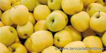I Vigili del Fuoco di Tassullo organizzano la tradizionale raccolta mele (e viveri) della solidarietà - la VOCE del TRENTINO