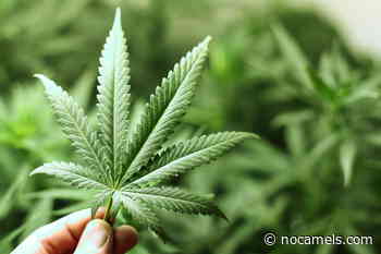 CannX Virtual Medical Cannabis Conference Kicks Off Next Week - NoCamels - Israeli Innovation News