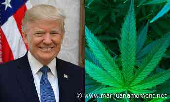 Trump Campaign Orders Mississippi Medical Marijuana Activists To Cease Using President's Name - Marijuana Moment
