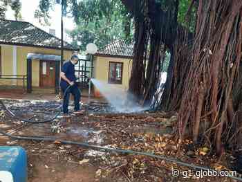 Após incêndio, prefeitura tenta recuperar árvore centenária em Limeira - G1