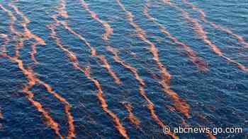 Suit: Feds ignore risk of huge spills to endangered species