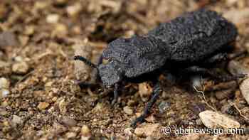 Can't crush this: Beetle armor gives clues to tougher planes