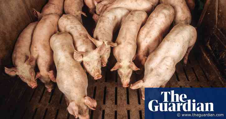 Greta Thunberg accuses MEPs of 'surrender on climate and environment'