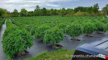 Ontario police seize over $143M worth of illegal cannabis plants in under four months