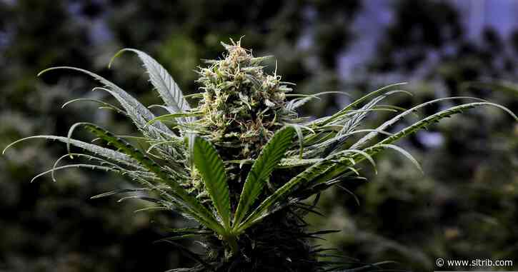 This week in Mormon Land: Church opposes Arizona marijuana measure; Utah bishopric rocks out; Black milestone is remembered.