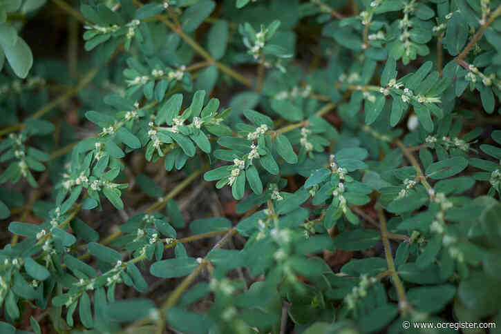 How to purge your lawn of a scourge of spurge