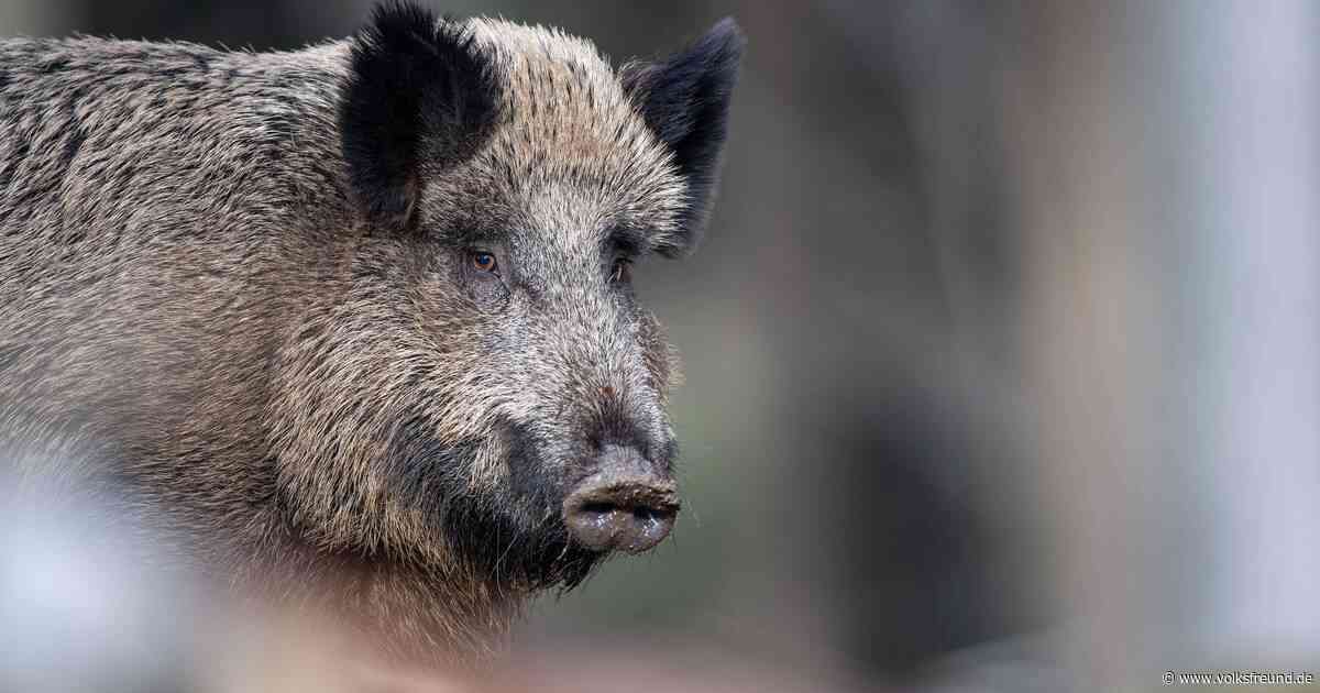 Schweinepest: Lage ist ruhig in Bernkastel-Kues - Trierischer Volksfreund