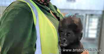 Watch adorable baby gorilla being hand-reared by zookeepers