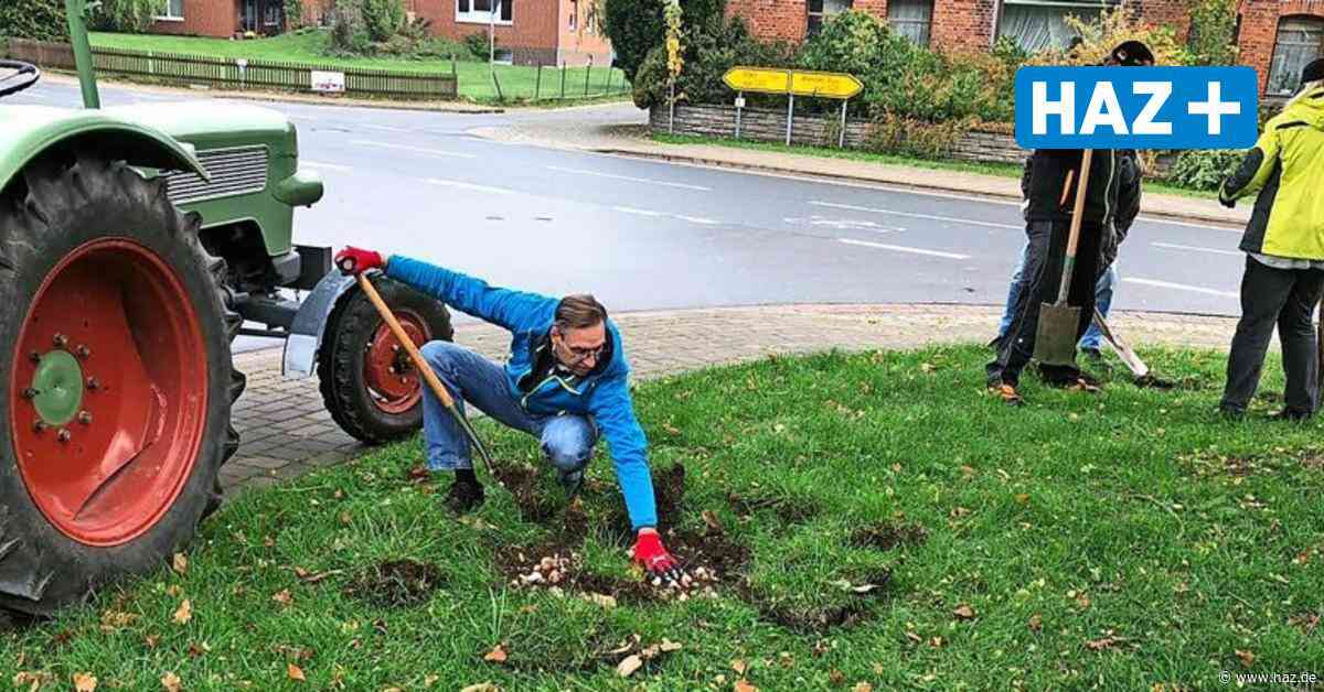 Sehnde: Ortsrat und Helfer pflanzen 2000 Blumenzwiebeln in Bilms - Hannoversche Allgemeine