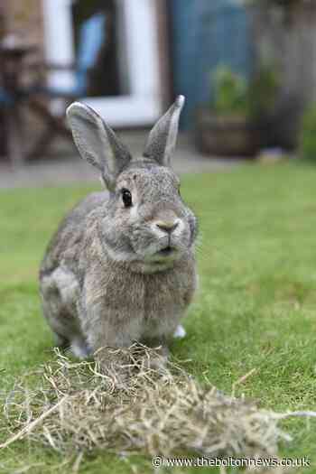 RSPCA warning after 430 small animal incidents reported in Greater Manchester