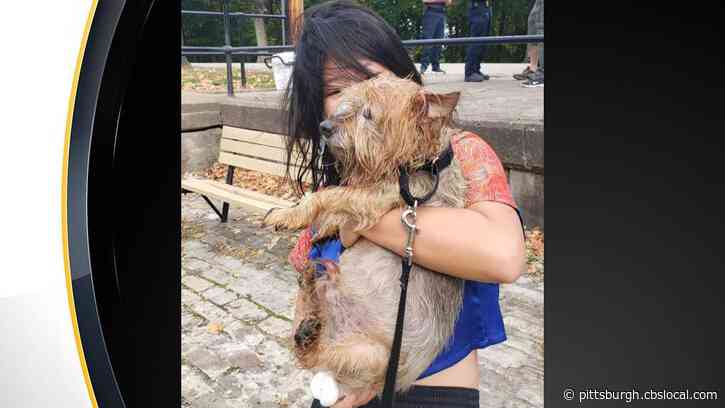 First Responders Rescue Dog Trapped In Carnegie Lake