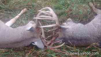 ‘Nature can sure throw some curveballs.’ Two deer die with antlers locked in Kansas