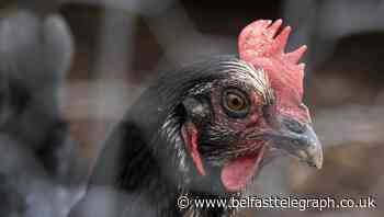 ‘Medium’ risk of bird flu hitting UK – experts